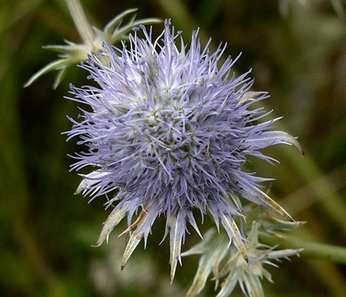 {Eryngium integrifolium}